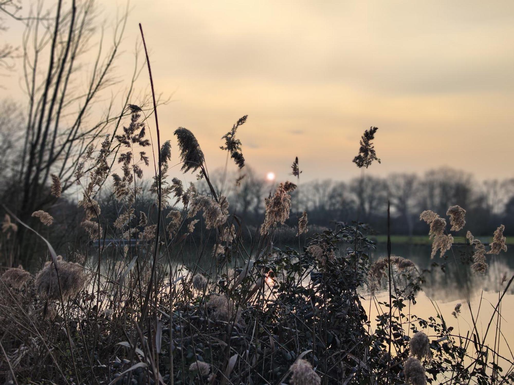 Domaine De La Roseliere • Nature • Brenne Rosnay  Dış mekan fotoğraf